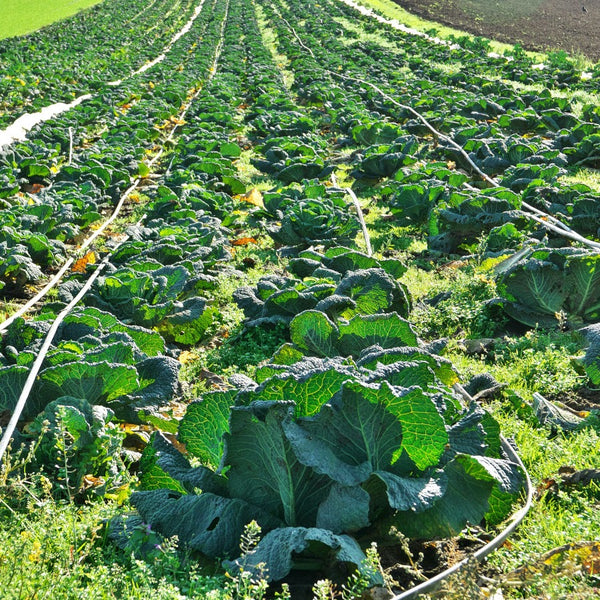 Farm News: USDA Invests $1 Billion in Climate-Smart Agriculture