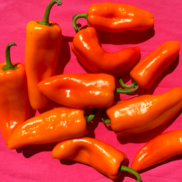 Produce Spotlight: Corno Di Toro Pepper