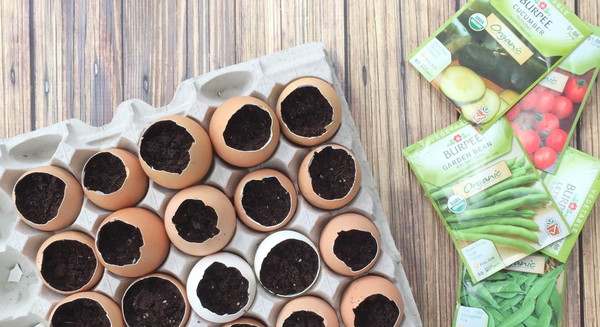 10 Ways to Use Eggshells