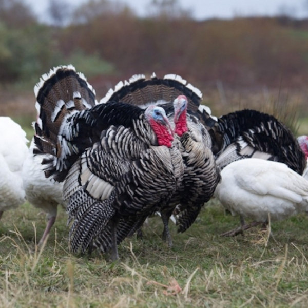 The Truth About Turkeys