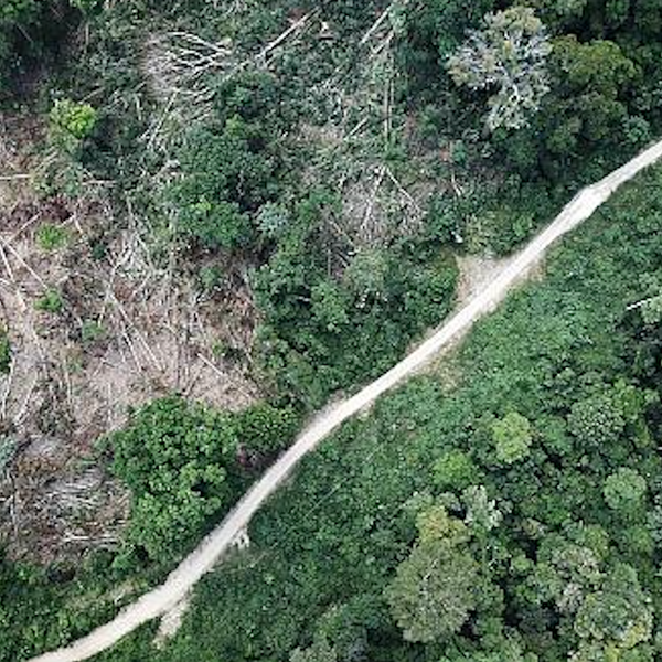 Food and The Rainforest: A Citizen's Guide