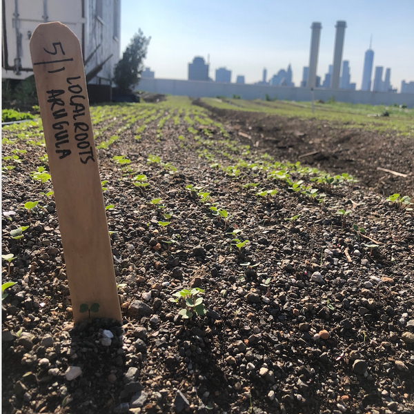 Rooftop Farms Are A Green Urban Solution