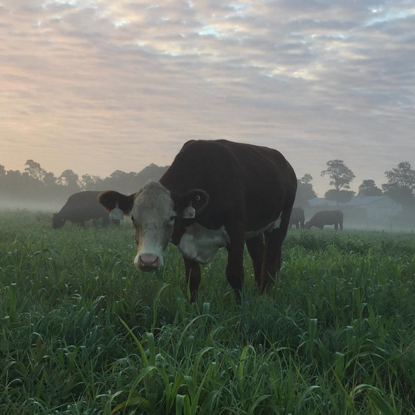 Cows Fight Climate Change