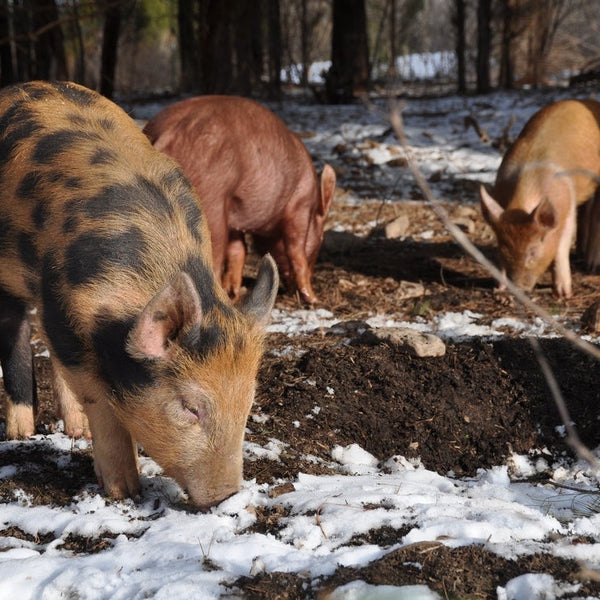 Your Guide to Heritage Pork