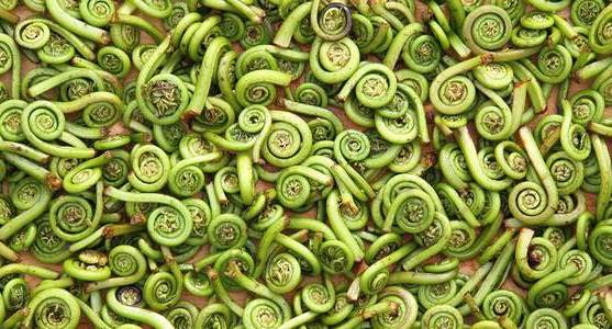 The Fleeting Fiddlehead Season