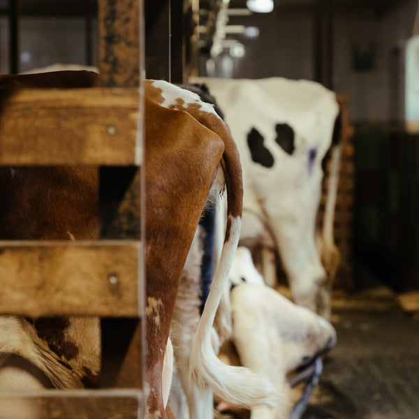 Farm News: New York Milk Production Flat But Prices Rise