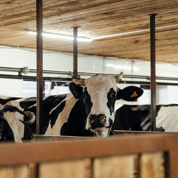 Farm News: Organic Dairy Is Getting Squeezed By Big Ag