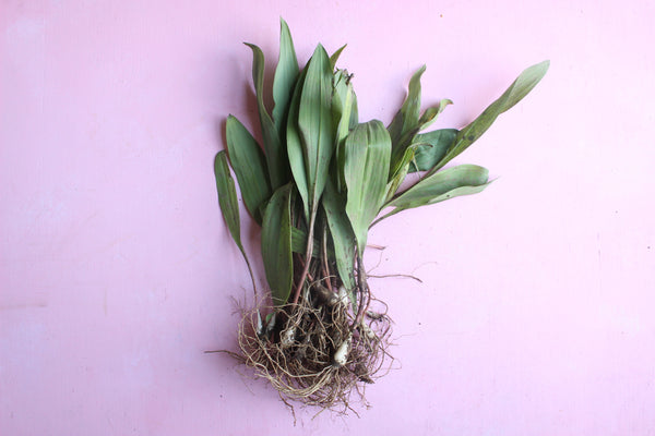 Ramps